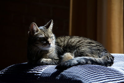 Cat resting on bed at home