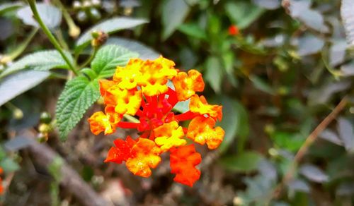 Close-up of orange flowers blooming outdoors