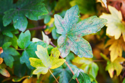 Close-up of autumnal leaves