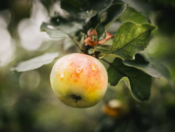 Close-up of apple on  tree