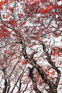 Low angle view of pink flowering tree