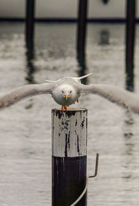 Seagull on a wooden post