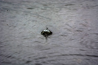 Close-up of turtle swimming in water