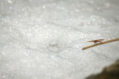 Close-up of grasshopper in water