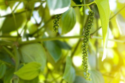 Close-up of green leaves on plant