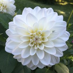 Close-up of white flowers blooming outdoors