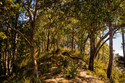 Trees in forest