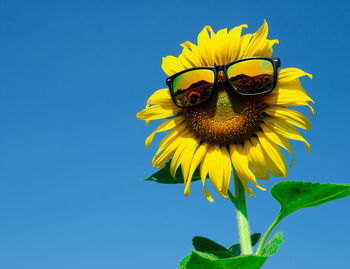 Close-up of yellow sunflower