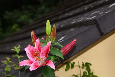 Close-up of pink flowering plant