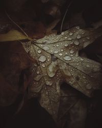 Close-up of raindrops on leaves