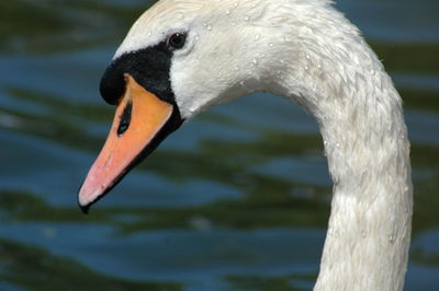 Close-up of a bird