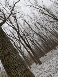 Bare trees on snow covered land against sky