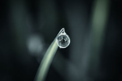 macro photography