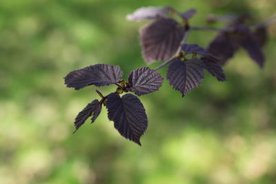 Close-up of purple flowering plant