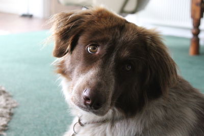 Close-up portrait of loyal dog