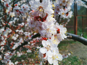 Close-up of cherry blossom