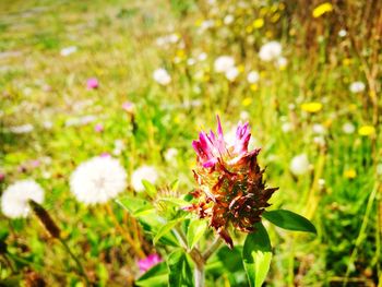 Close-up of flower blooming outdoors