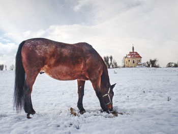 Horse on snowy meadow in sunny winter day. old church or chapel on hill in background.