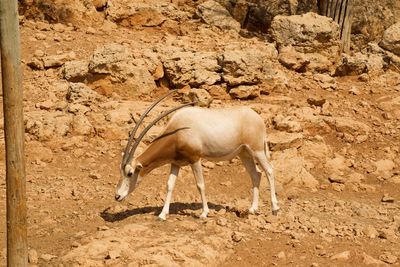 Side view of horse on field