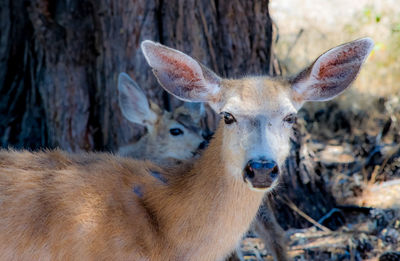 Close-up of deer