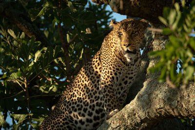 Leopard on branch of tree