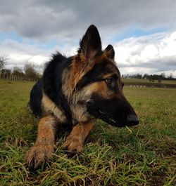 Close-up of dog on field against sky