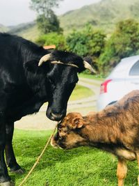 Cows in a field