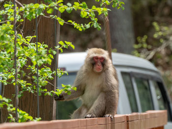 Monkey sitting on looking away