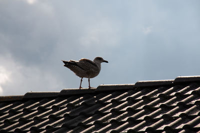 Low angle view of bird perching on roof against sky