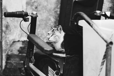 Cat looking away while sitting on seat