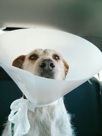 Close-up of dog wearing protective collar in car