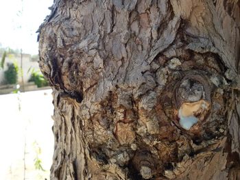 Close-up of tree stump