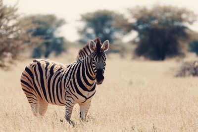 Zebras standing in a field