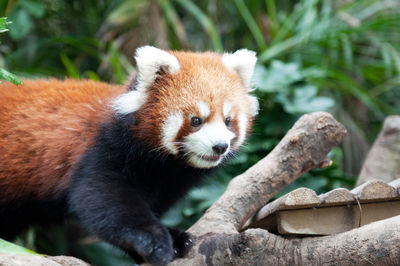 Close-up of red panda on branch