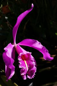 Close-up of pink orchid