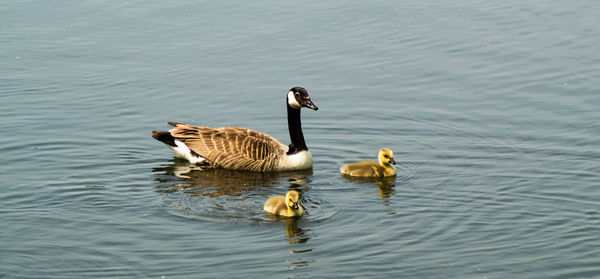 High angle view of canada geese and goslings young chicks swimming on lake