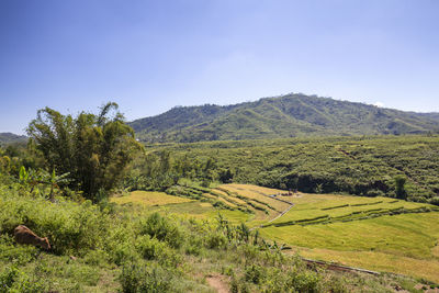 Scenic view of field against clear sky