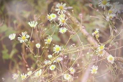 Close-up of flower