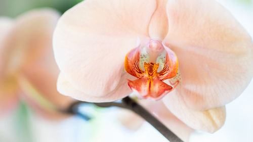 Close-up of orange rose flower