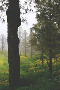 Trees on field in forest against sky