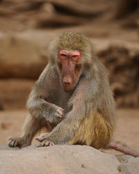 Close-up portrait of baboon sitting on rock