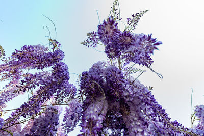 Low angle view of flowering plant against sky