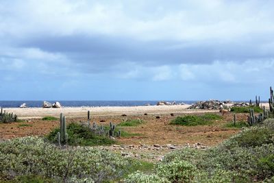 Scenic view of beach against sky