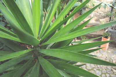 Full frame shot of succulent plant on field