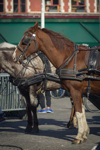 Side view of horses on street in city