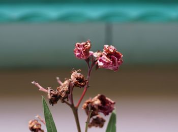 Close-up of flowers against blurred background