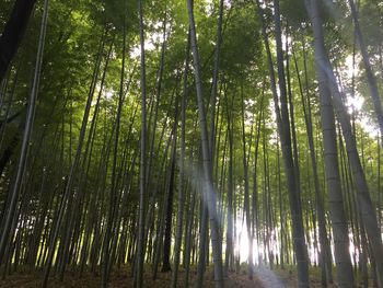 Low angle view of sunlight streaming through trees in forest