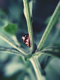 Close-up of ladybug on leaf