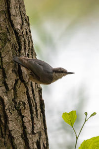 Low angle view of nuthatch perching on tree trunk