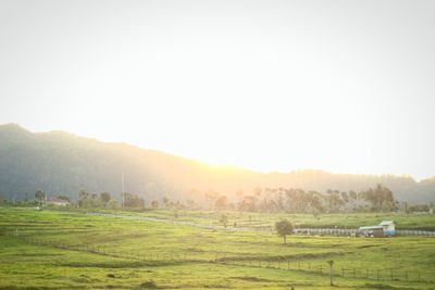 Scenic view of agricultural field against clear sky